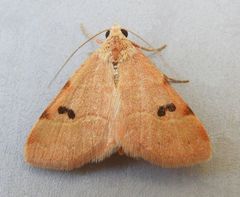 Hemeroplanis rectalis