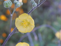 Abutilon reventum