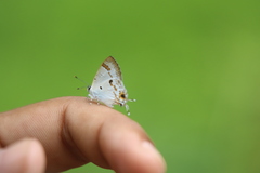 Hypolycaena othona