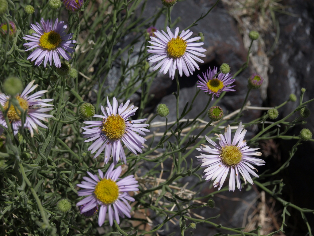 brewer's fleabane
