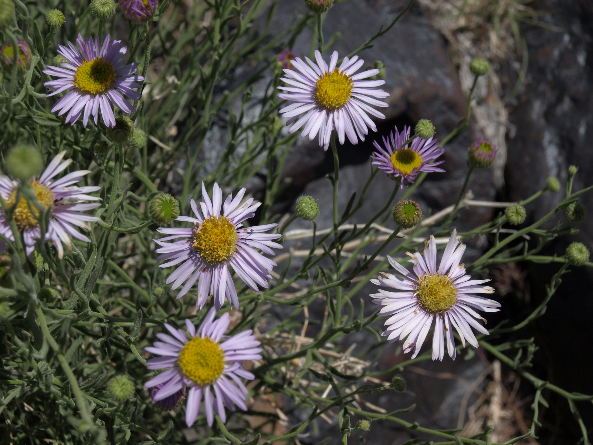 Erigeron breweri