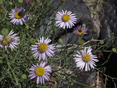 Erigeron breweri porphyreticus