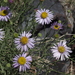 Brewer's Fleabane - Photo (c) Jim Morefield, some rights reserved (CC BY)