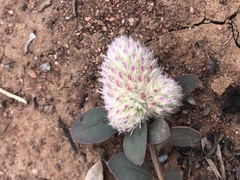 Ptilotus holosericeus