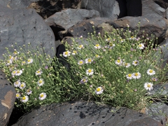 Erigeron breweri porphyreticus