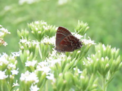 Callophrys guatemalena