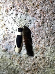 Thysanoptyx