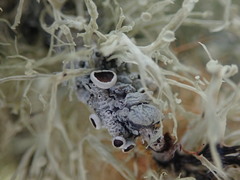 Austroparmelina pseudorelicina