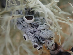 Austroparmelina pseudorelicina