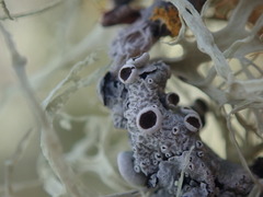 Austroparmelina pseudorelicina