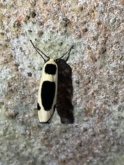 Thysanoptyx