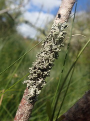 Austroparmelina labrosa