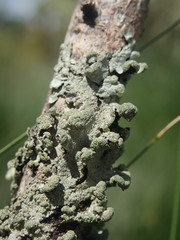 Austroparmelina labrosa