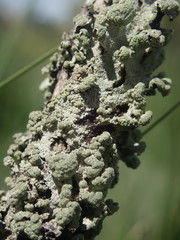 Austroparmelina labrosa