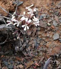 Pelargonium moniliforme