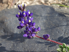 Lupinus flavoculatus
