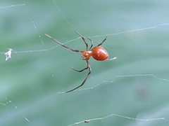 Argyrodes miniaceus