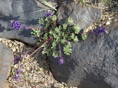 Lupinus flavoculatus
