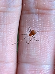 Argyrodes miniaceus