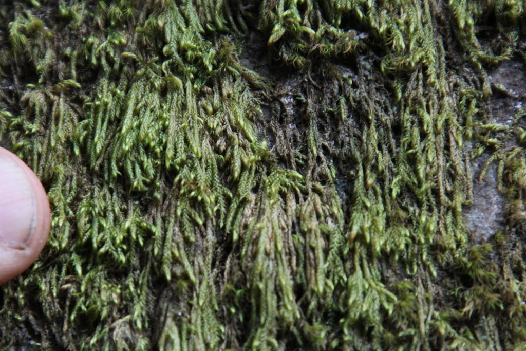 Drepanophyllaria