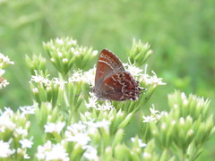Callophrys guatemalena