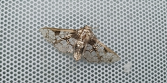 Megastes praxiteles