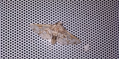 Megastes praxiteles