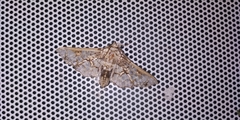 Megastes praxiteles