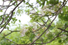 Crateva adansonii trifoliata
