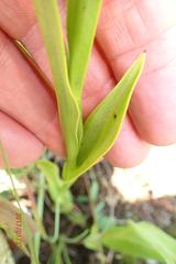 Habenaria pseudociliosa