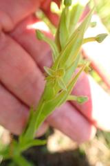 Habenaria pseudociliosa