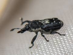 Mesoptiliinae
