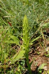 Habenaria pseudociliosa