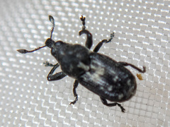 Mesoptiliinae