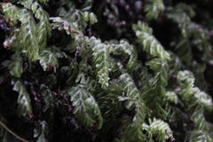 Hymenophyllum capense