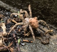 Araneus gemmoides