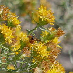 Epinomia