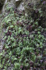 Hymenophyllum capense