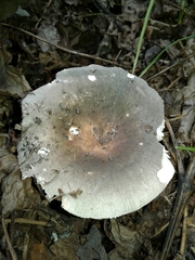 Russula parazurea