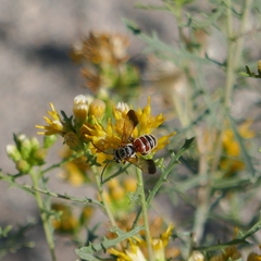 Epinomia