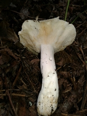 Russula parazurea