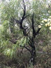 Persoonia longifolia