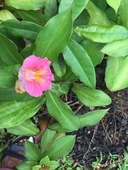 Costus phyllocephalus