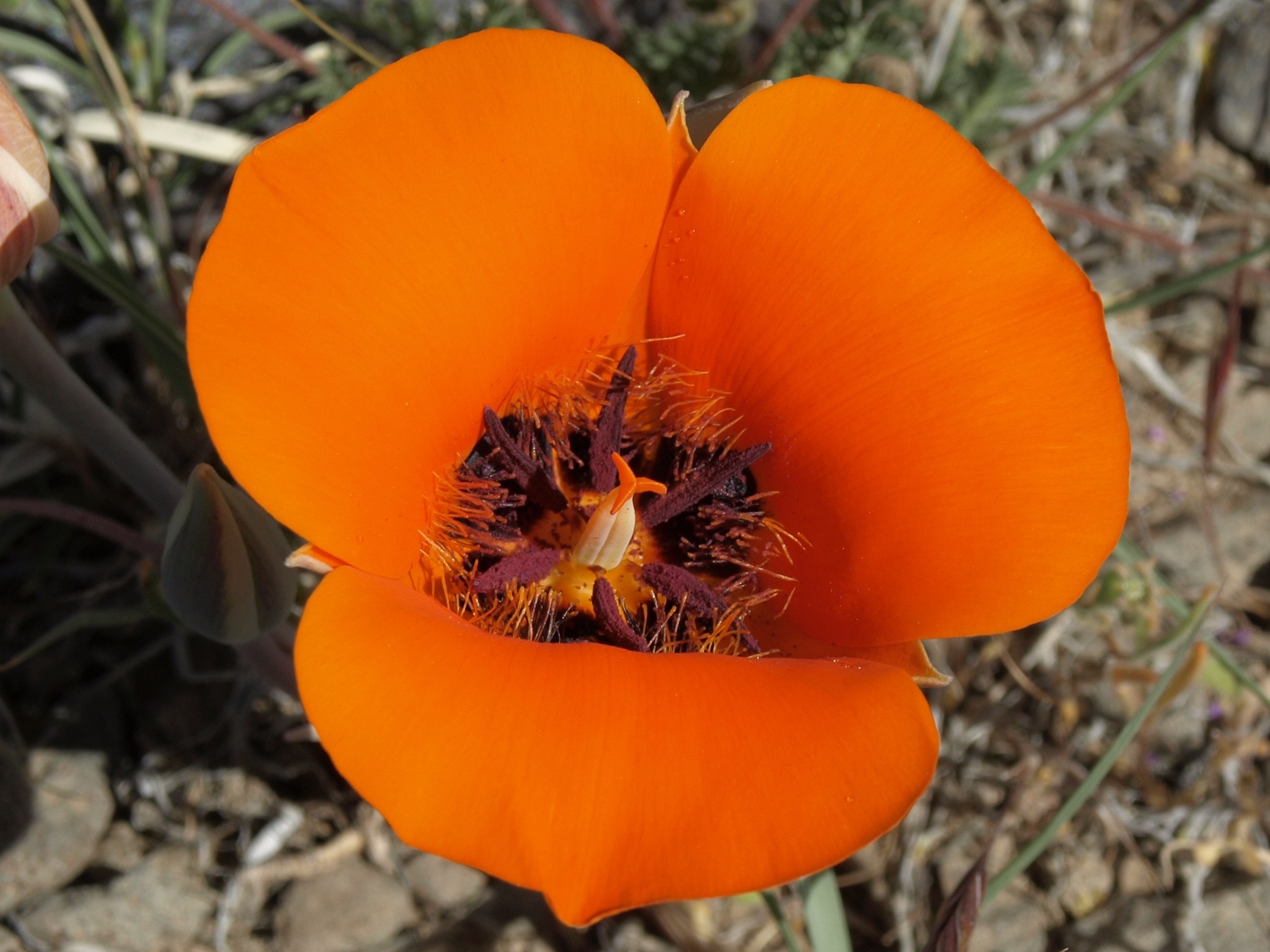 Calochortus kennedyi var. kennedyi