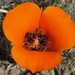 Desert Mariposa Lily - Photo (c) Jim Morefield, some rights reserved (CC BY)