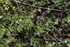 Hymenophyllum capense