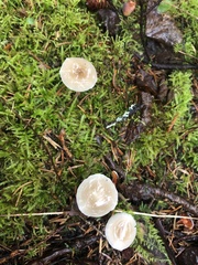 Strobilurus albipilatus