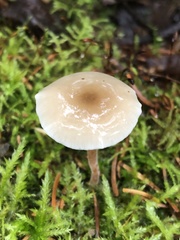 Strobilurus albipilatus