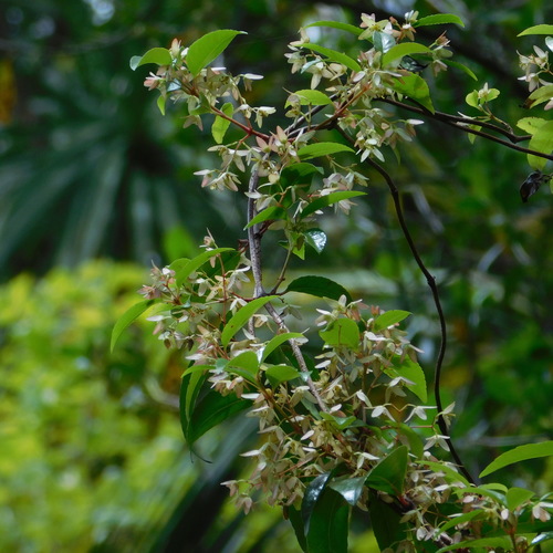 Aphanopetalum resinosum (Aphanopetalum resinosum)