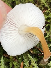 Strobilurus albipilatus